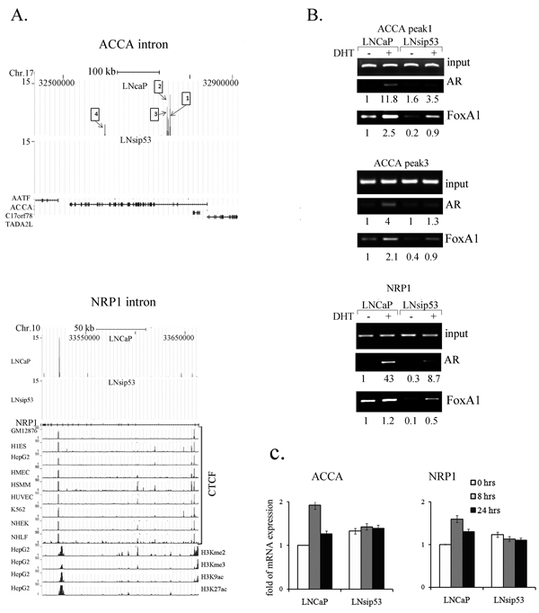 Analysis of LNCaP-specific AR-binding peaks in ACCA and NRP1 genes.
