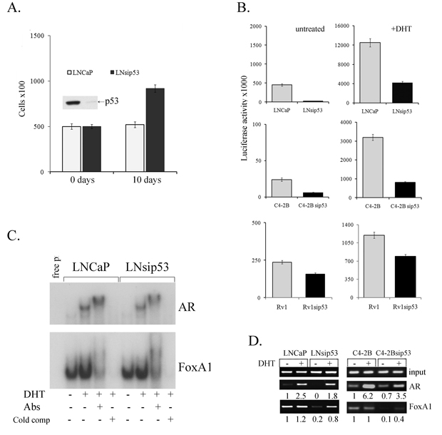 Effects of p53 inhibition on proliferation of LNCaP and on the specificity of chromatin binding by AR.