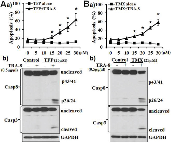 CaM antagonists promote TRA-8-induced apoptosis in TRA-8 resistant pancreatic cancer cells.