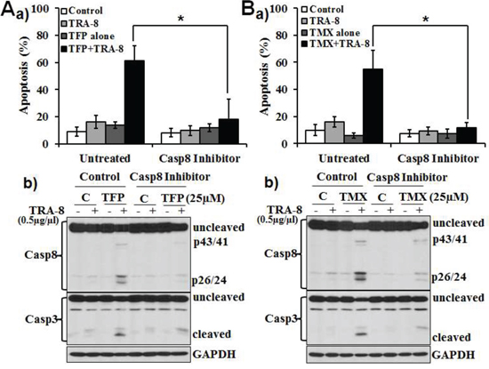 Inhibition of caspase 8 blocks the effect of TFP or TMX on TRA-8-induced apoptosis.