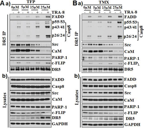 CaM antagonists increase activation of caspase-8 and decrease CaM and Src in the DISC.