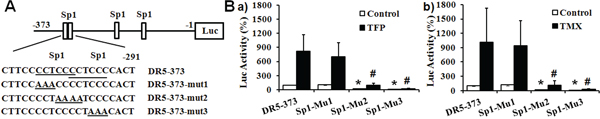 CaM antagonists-responsive region in the DR5 gene.