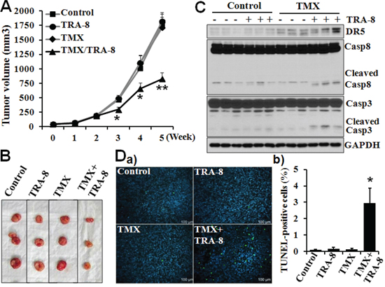 Tamoxifen enhances the efficacy of TRA-8 on pancreatic cancer cell tumorigenesis in mice.
