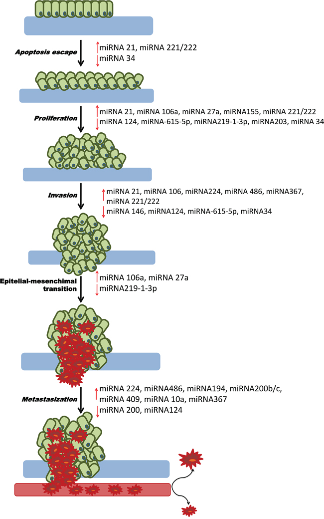 Role of miRNAs in PDAC carcinogenesis.