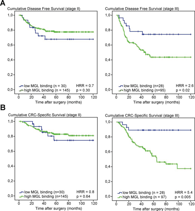 High MGL ligand expression in stage III CRC patients is associated with poor survival.