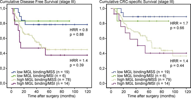 MGL-mFc binding is independent of MSI status in stage III CRC patients.