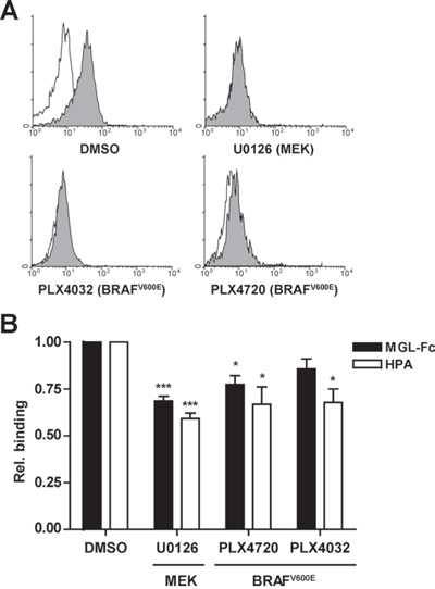 Inhibition of the MAPK pathway reduces MGL ligand binding.