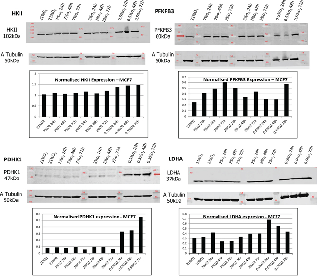 HKII, PFKFB3, PDHK1 and LDHA expression were examined in MCF-7 cells at different O2 levels.