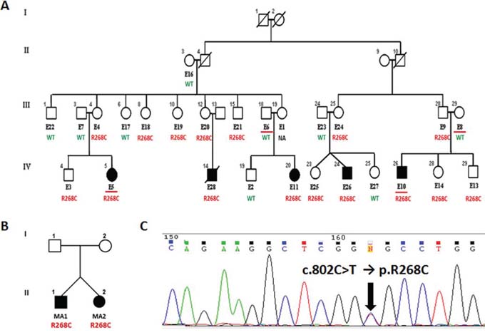 GALNT14 c.802C &#x003E; T (R268C) mutation in NB.