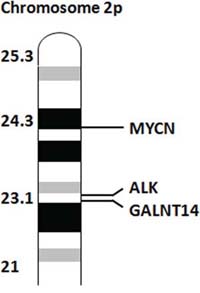 GALNT14 maps close to ALK.