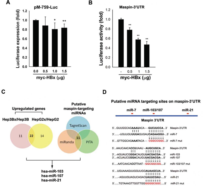 Effects of HBx on maspin promoter activity, 3&#x2032;UTR activity, and maspin-targeting microRNAs induction.