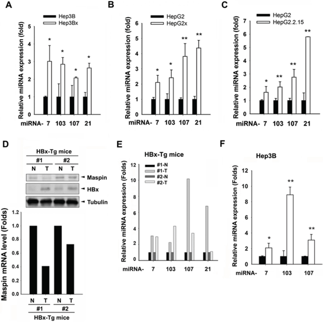 Effects of HBx on the expression of maspin mRNA, protein, and maspin-targeted miRNAs in HCC cell lines and HBx-transgenic mice.