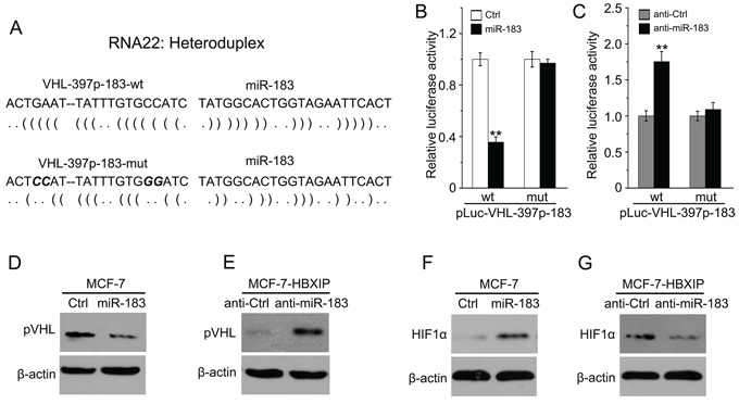 MiR-183 enhances the stability of HIF1&#x03B1; through targeting VHL mRNA CDS.