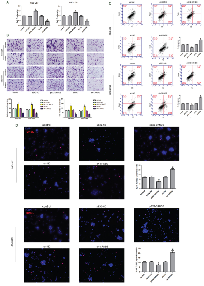 Effect of CRNDE on proliferation, apoptosis, migration and invasion of GSCs.