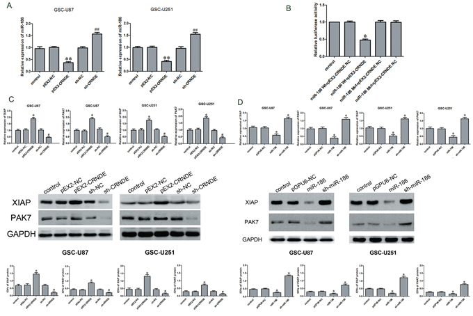 Over-expression of CRNDE inhibited miR-186 expression, down regulation of CRNDE or over-expression of miR-186 inhibited the expression of XIAP and PAK7.