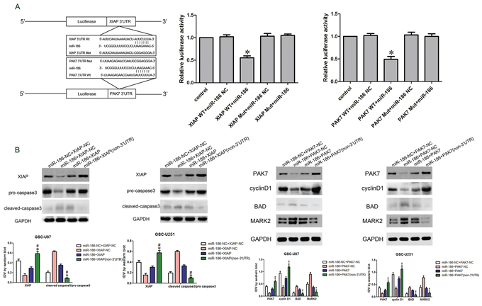 miR-186 regulated caspase3, cyclin D1, BAD and MARK2 by targeting XIAP and PAK7&#x2032;s 3&#x2032;-UTR.