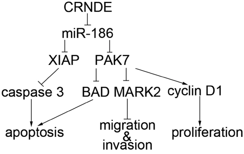 The schematic cartoon of the mechanism of CRNDE as a oncogene negative regulation of miR-186 of GSCs.