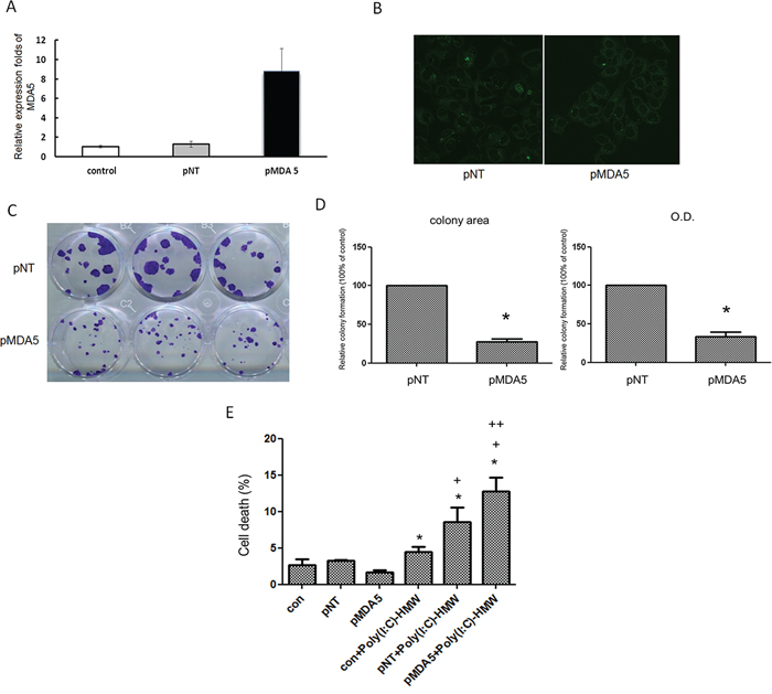 Over-expression of MDA5 in FaDu cells resulted in significantly less colony formation and increased susceptibility to poly(I:C).