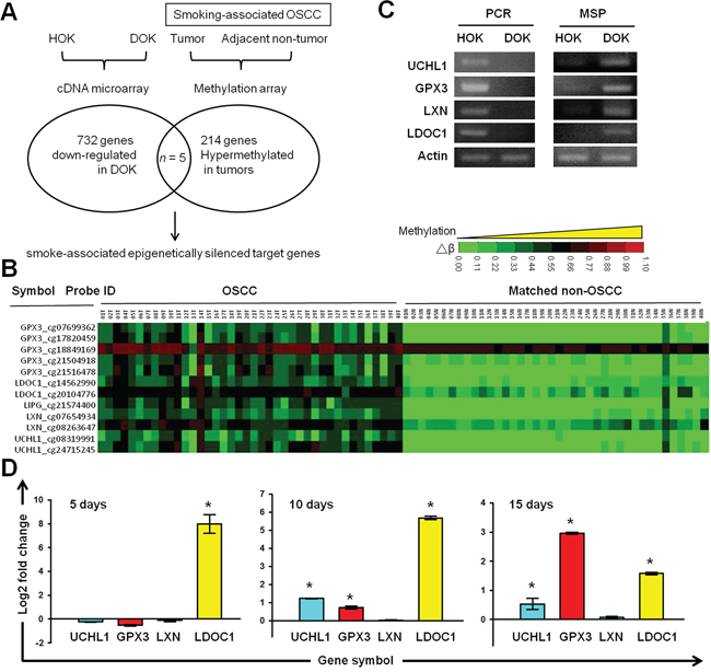 Identification of tumor suppressor genes silenced by cigarette exposure and DNA methylation in OSCC.