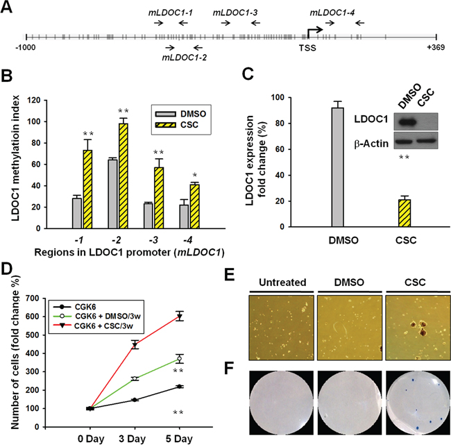 CSC treatment induced LDOC1 silencing and promoter methylation in untransformed CGHNK6 cells accompanied by acquiring oncogenic properties.