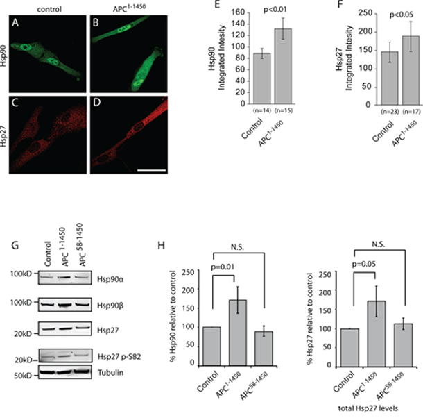 APC1&#x2013;1450 dominantly induces heat shock proteins in normal human epithelial cells.