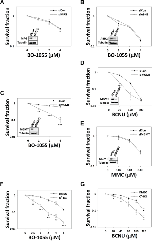 The involvement of base modification repair genes in BO-1055 lesions.