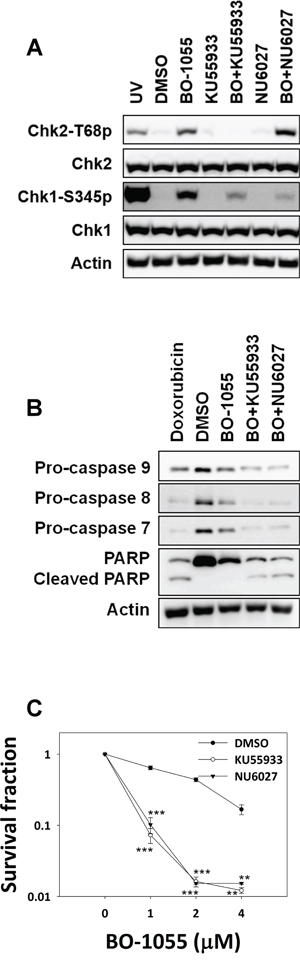 Inhibitors of ATM or ATR enhance the sensitivity of MCF-7 cells to BO-1055.