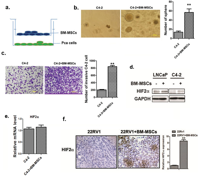 BM-MSCs increase HIF2&#x03B1; expression in PCa cells.