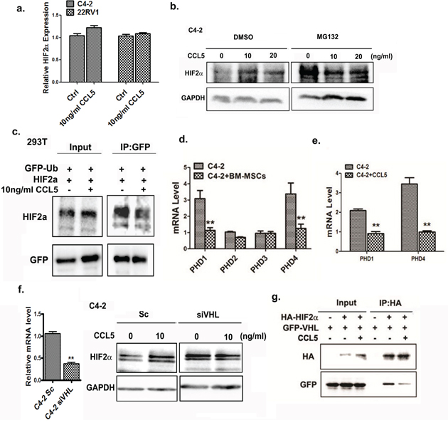 CCL5 suppresses the ubiquitination of HIF2&#x03B1; through VHL.
