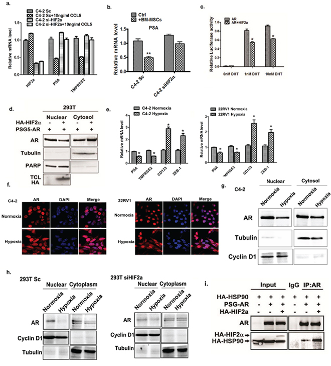 HIF2&#x03B1; suppress AR transactivation activity.