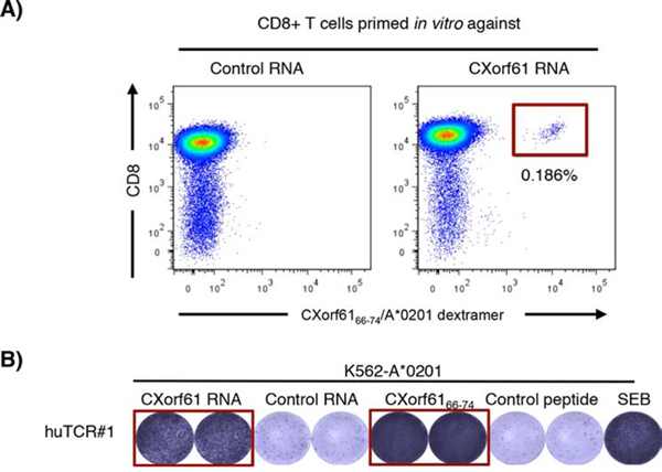 Induction of human CXorf61-specific T cells in vitro and cloning of a CXorf61-specific human TCR.