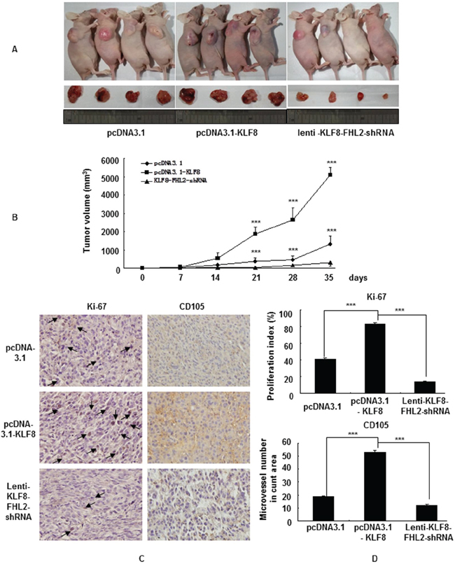 KLF8 promotes FHL2-mediated cell proliferation in CRC in vivo.