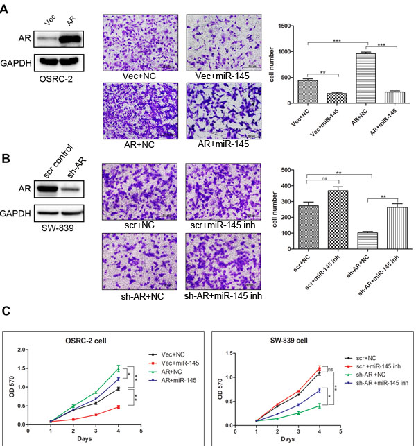 MiR-145 suppresses the invasion and proliferation of RCC regulated by AR.