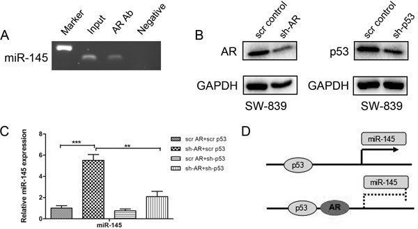 AR suppresses miR145 promoter activity through p53.