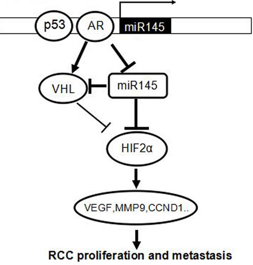 A schematic model of the relationship among AR, miR-145,VHL and HIF2&#x3b1;.