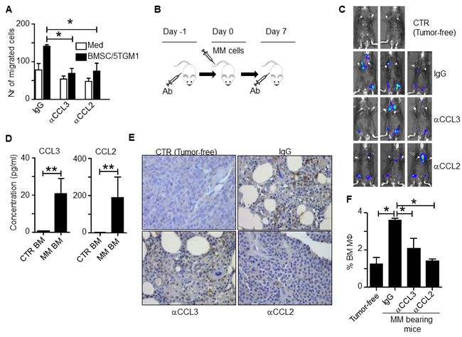 CCL2 and CCL3 promote murine MO infiltration in vivo.