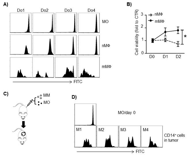 Human MM cells stimulate M&#x3a6; proliferation.