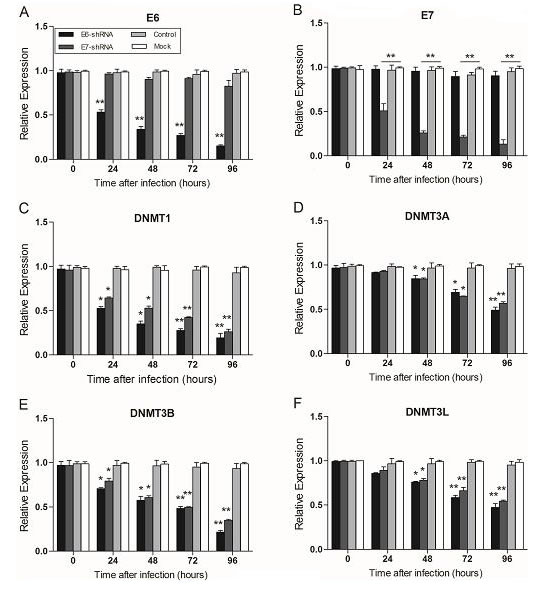 Effect of E6- and E7- shRNAs expression on E6, E7, tumor suppressor genes and DNA methyltransferase genes of SiHa cells.