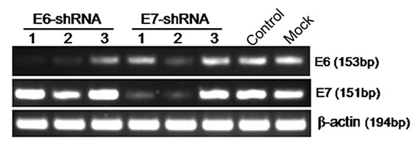 Effect of E6 and E7 shRNAs on HPV16 E6 and E7 mRNA expression by RT-PCR.