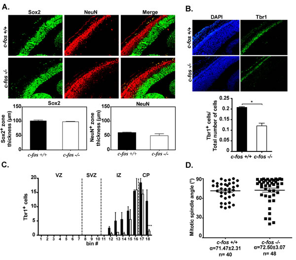 Cerebral cortex from E13.5 only shows differences in Tbr1 expression between