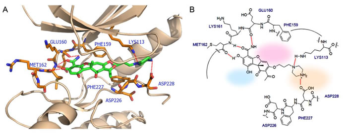 The interactions between Mnk2 and the proposed inhibitor which not only acts as ATP competitor but also interacts with the DFD motif.