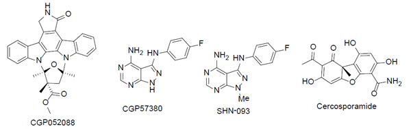 The chemical structures of MNK inhibitors and derivative.