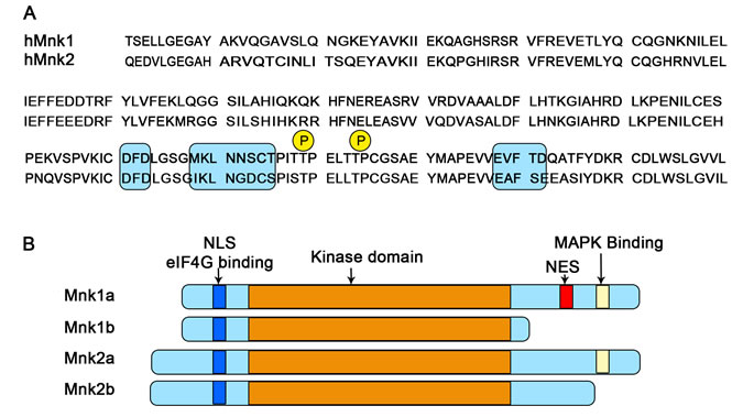 Schematic representation of the structure of splice variants of human Mnk1 and Mnk2.