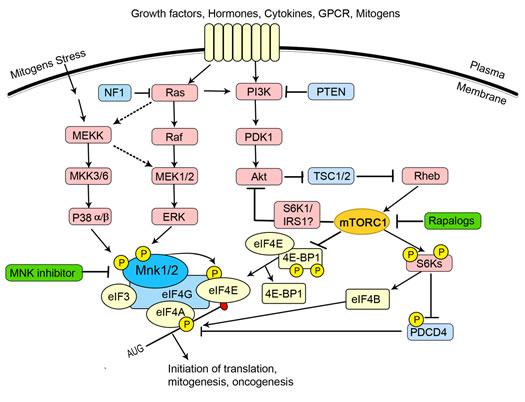 The regulation of eIF4E forms a node of convergence of two intracellular signalling pathways.