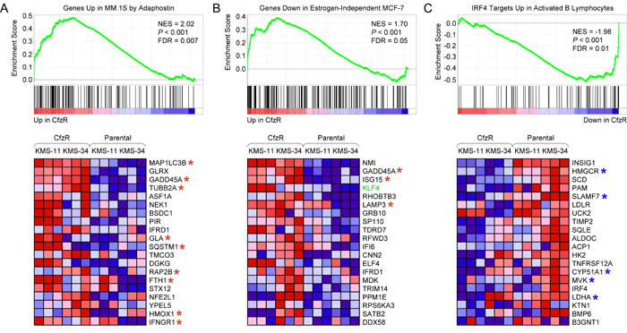 GSEA enrichment plots and heat maps of gene expression changes in sets of genes coregulated in response to chemical and genetic perturbations associated with acquisition of carfilzomib resistance in KMS-11 and KMS-34 cells.