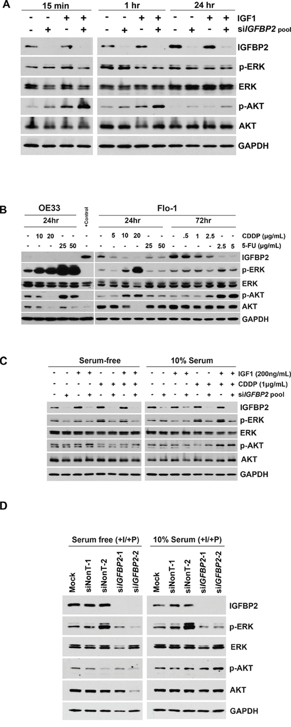 Effect of IGF1 and chemotherapy on expression of IGFBP2 and its downstream targets.