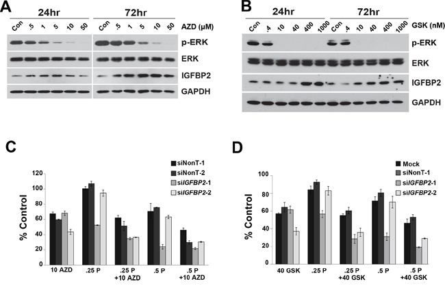 Effect of MEK1/2 Inhibitors on siIGFBP2-mediated chemosensitization.