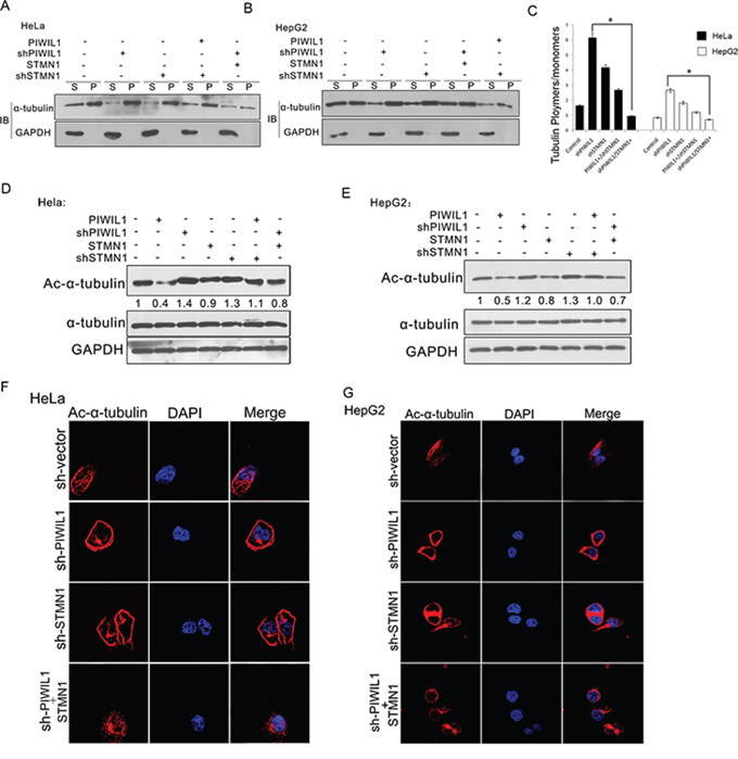 PIWIL1 suppresses microtubule polymerization dependent on STMN1.