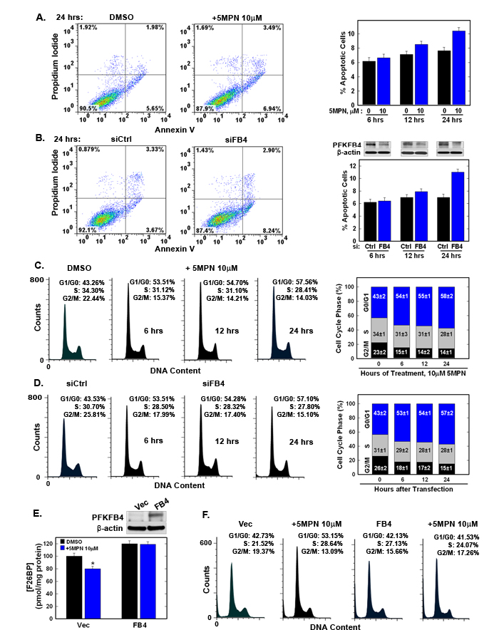 5MPN induces cell cycle arrest at the G1 phase.