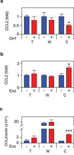 ADT induces CCL2 expression in CRPC cells.